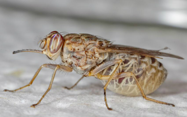Беременная муха цеце (фото Geoffrey M. Attardo). 