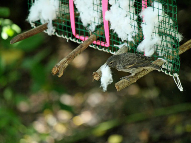 Дарвинов вьюрок стащил кусок хлопка для утепления своего гнезда (фото University of Utah). 