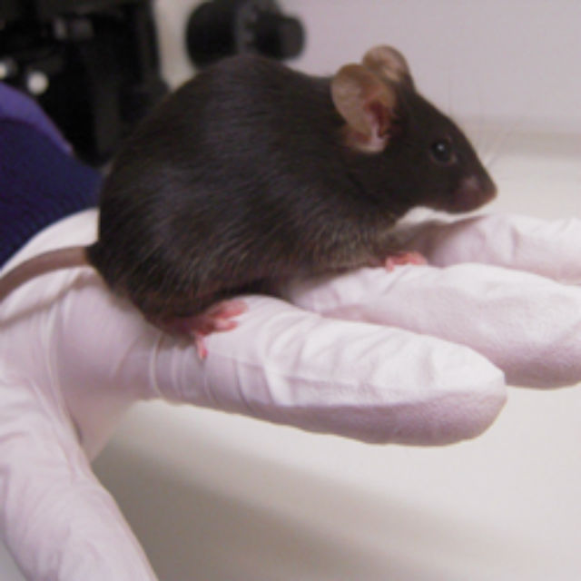 Вопреки названию, "тяжёлые" мыши по окончании курса особой диеты больше весить не стали (фото University of Cambridge).