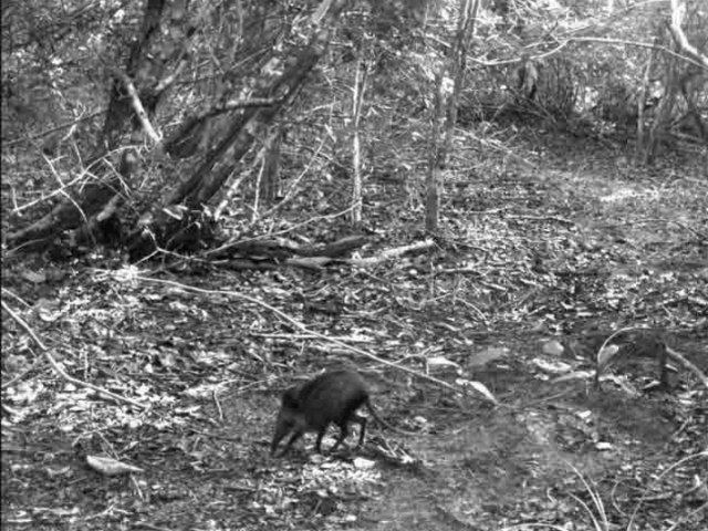 Файл загружен. Размер: 253427 байт