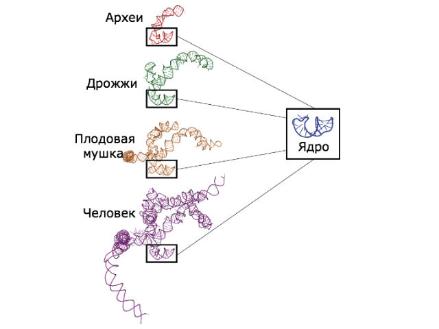 Сравнение трёхмерных структур рибосом у разных видов (иллюстрация Loren Williams/Georgia Institute of Technology). 