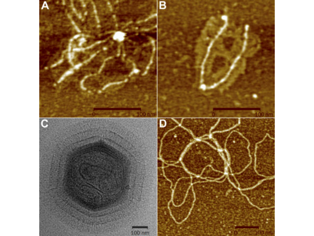 Мимивирус, один из первых гигантских вирусов, найденных учёными (иллюстрация Wikimedia Commons). 