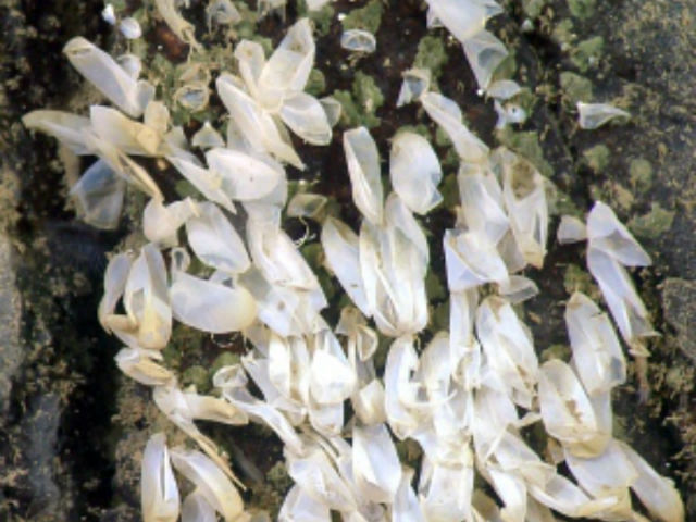 В октябре 2011 года на месте октомамы осталась одна лишь яичная шелуха (фото MBARI). 