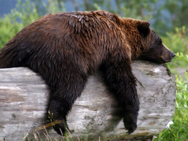 Файл загружен. Размер: 63082 байт