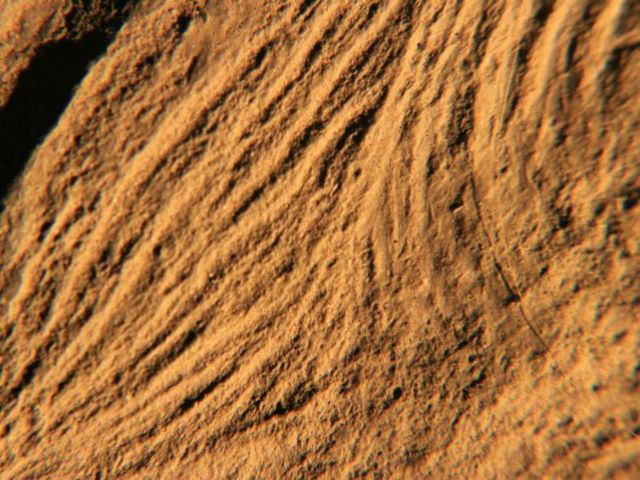 Некоторые волокна окаменелости выглядят сокращёнными, поэтому учёные делают вывод, что перед ними не обманка, образовавшаяся в ходе тектонических процессов, а именно окаменевшая мышечная ткань (фото Jack Matthews).