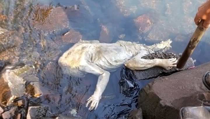 В Парагвае нашли тело чупакабры