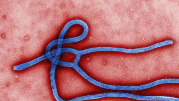С Эболой будут бороться переливанием крови!